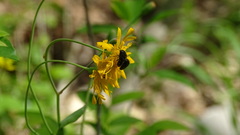 Acmaeodera ornata