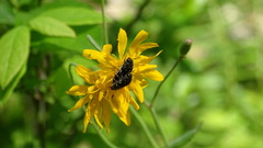 Acmaeodera ornata