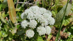 Angelica hendersonii