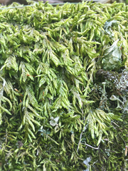 Entodon cladorrhizans