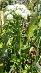 Angelica hendersonii