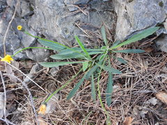 Leontodon tenuiflorus