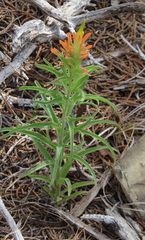 Castilleja lindheimeri