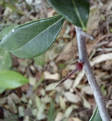 Pseudoziziphus parryi