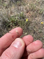 Rigiopappus leptocladus