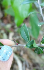 Pseudoziziphus parryi