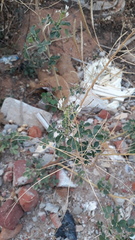 Cleome gynandra