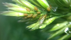 Aphididae
