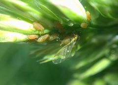 Aphididae