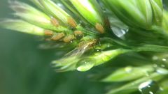 Aphididae