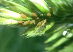 Aphididae