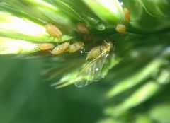Aphididae