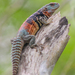 Yucatán Spiny-tailed Iguana - Photo (c) Alvaro Monter Pozos, some rights reserved (CC BY-NC), uploaded by Alvaro Monter Pozos