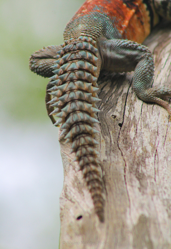 Yucatán Spiny-tailed Iguana