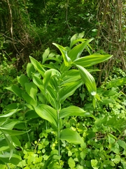 Polygonatum biflorum