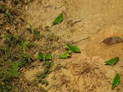 Brotogeris sanctithomae