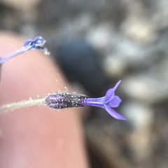 Allophyllum gilioides