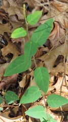 Desmodium psilophyllum
