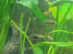 Julidochromis transcriptus