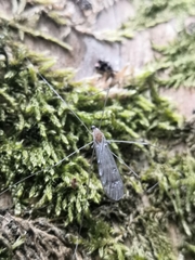 Achyrolimonia decemmaculata