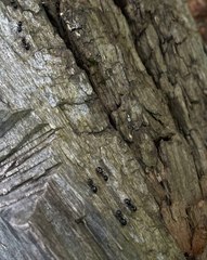 Lasius fuliginosus