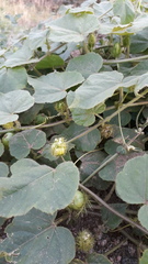Passiflora foetida