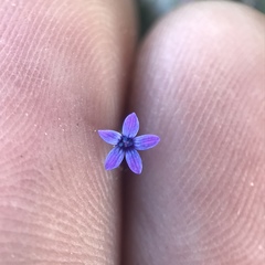 Allophyllum gilioides