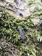 Achyrolimonia decemmaculata