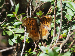 Polygonia satyrus