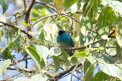 Chalcothraupis ruficervix