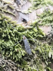 Achyrolimonia decemmaculata