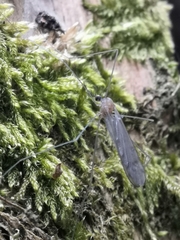 Achyrolimonia decemmaculata