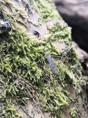 Achyrolimonia decemmaculata