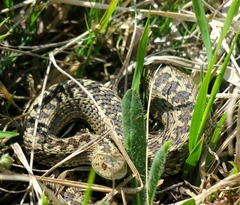 Vipera ursinii