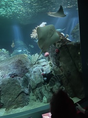 Bathytoshia centroura