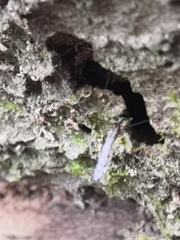 Achyrolimonia decemmaculata