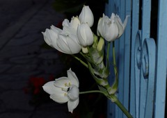 Ornithogalum arabicum