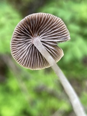 Psathyrella prona