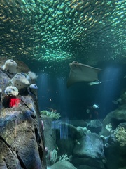 Bathytoshia centroura