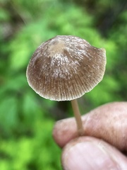 Psathyrella prona