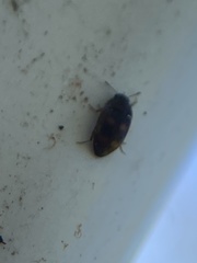 Litargus tetraspilotus