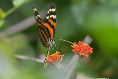 Melinaea lilis imitata