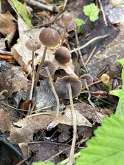 Psathyrella prona