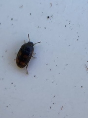 Litargus tetraspilotus