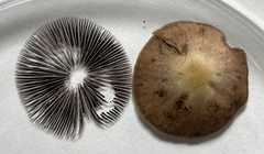 Psathyrella prona