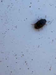Litargus tetraspilotus