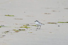 Charadrius nivosus
