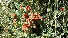 Cladonia coccifera