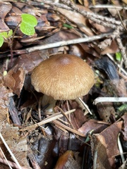 Inocybe oetziana