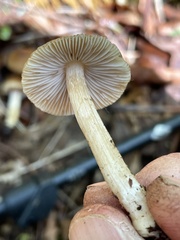 Inocybe oetziana
